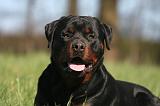 ROTTWEILER 572